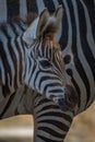 Close-up of Grevy zebra foal beside mother Royalty Free Stock Photo