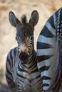Close-up of Grevy zebra foal in shadow Royalty Free Stock Photo