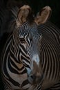 Close-up of Grevy zebra head looking out