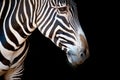 Close-up of Grevy zebra head and neck Royalty Free Stock Photo