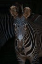 Close-up of Grevy zebra head and shoulders Royalty Free Stock Photo