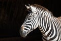 Close-up of Grevy zebra with head turned Royalty Free Stock Photo