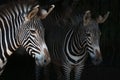 Close-up of Grevy zebra mother by foal Royalty Free Stock Photo
