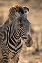 Close-up of Grevy zebra standing in savannah Royalty Free Stock Photo