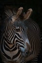 Close-up of Grevy zebra with turned head Royalty Free Stock Photo