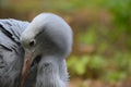 The beautiful grey crane with an orange beak