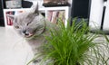 Close-up of a grey British Shorthair cat with cat grass Royalty Free Stock Photo