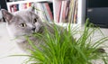 Close-up of a grey British Shorthair cat with cat grass Royalty Free Stock Photo