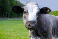 close-up grey calf with ridiculous muzzle look sadly aside, young cow against green grass pasture, nature, release of greenhouse Royalty Free Stock Photo