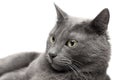 Close-up of a grey cat Royalty Free Stock Photo