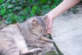 Grey cat closed eye while  asian  girl hand stroking massage under chin Royalty Free Stock Photo