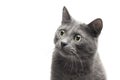 Close-up of a grey cat with funny expression Royalty Free Stock Photo