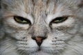 Close-up of a grey cat with green eyes falling asleep Royalty Free Stock Photo
