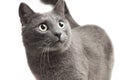 Close-up of a grey cat over white Royalty Free Stock Photo