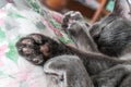 Close-up grey cat sleeping, selective focus