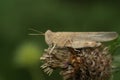 Close up of a grey colored blue winged locust, Sphingonotus caerulans