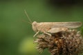 Close up of a grey colored blue winged locust, Sphingonotus caerulans