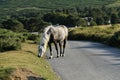 Close Up Grey Dartmoor Pony Royalty Free Stock Photo