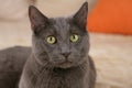 Close up of a grey domestic cat