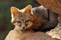 Close Up of Grey Fox Curled Up for Afternoon Nap Royalty Free Stock Photo