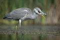 Grey gray heron feeding Royalty Free Stock Photo