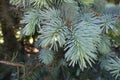 Close-up of grey green needles of spruce