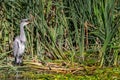 Close up of a Grey Heron with beak wide open, standing in amongst green grasses at waters edge Royalty Free Stock Photo