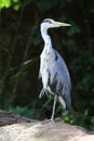 Close up of a Grey Heron