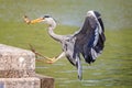 Close up of a Grey heron landing with fish in beak Royalty Free Stock Photo