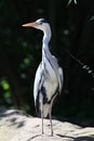 Close up of a Grey Heron looking for food Royalty Free Stock Photo