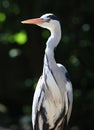 Close up of a Grey Heron looking for food Royalty Free Stock Photo