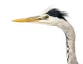 Close-up of a Grey Heron's profile, Ardea Cinerea, 5 years old,