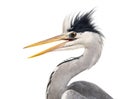 Close-up of a Grey Heron's profile, beak opened