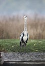 Close-up of a grey heron standing on a river bank on a misty autumn morning