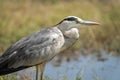 Close-up of grey heron standing on riverbank