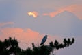 Grey Heron Royalty Free Stock Photo