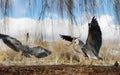 Close-up of a grey herons with open wings in wetlands