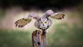 Grey Horned Owl Royalty Free Stock Photo