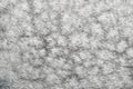 Close-up of grey horse fur with dapple Royalty Free Stock Photo