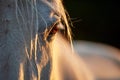 Close-up of a grey horse's eye in the evening light Royalty Free Stock Photo