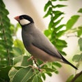 Grey java sparrow bird perched on the fern branch Royalty Free Stock Photo