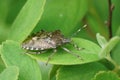 Close-up on a grey mottled shield bug, Rhaphigaster nebulosa , on a green leaf in the garden