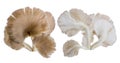 Close up of Grey oyster mushroom isolated on white background.