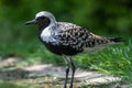 A close up of a grey plover Pluvialis squatarola, known as the black-bellied plover in north america, on green background