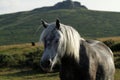 Close Up Grey Pony Royalty Free Stock Photo