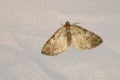 Pyralidae moth Royalty Free Stock Photo