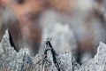 Close up of a grey reptile sitting on the Tsingy de Bemaraha in Madagascar