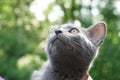 Close up of a grey Russian blue cat.