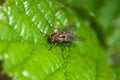 Close-up grey Sarcophaga fly with red compound eyes and long eyelashes, lengthwise darker stripes on the thorax and light square