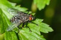 Close-up grey Sarcophaga fly with red compound eyes and long eyelashes, lengthwise darker stripes on the thorax and light square
